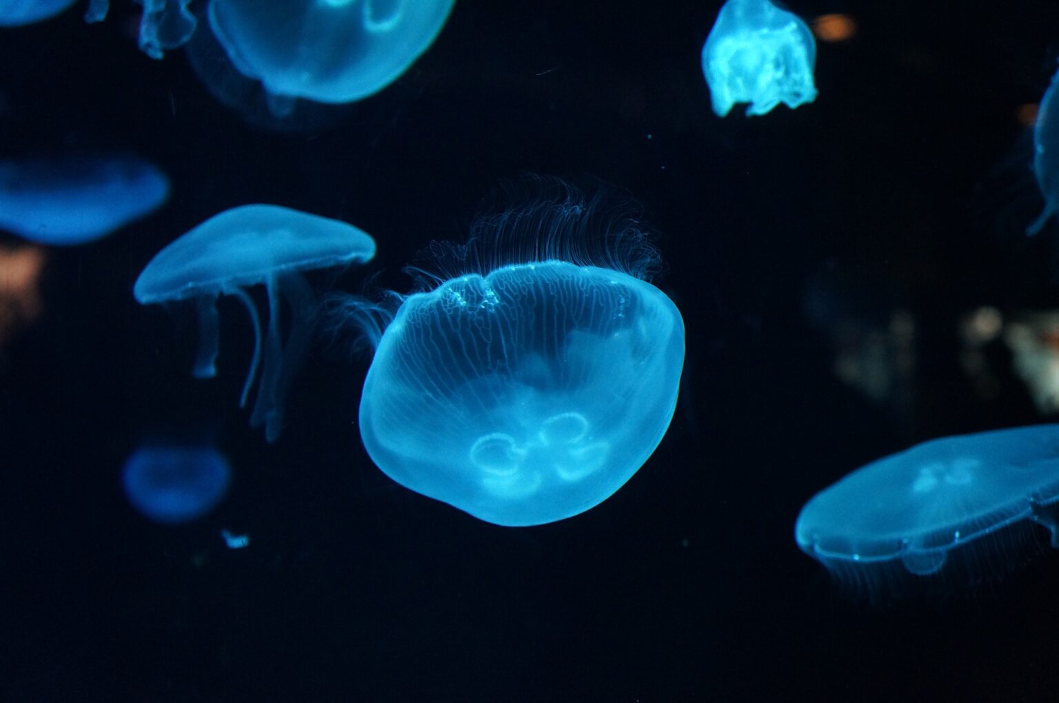 3 Aurelia aurita