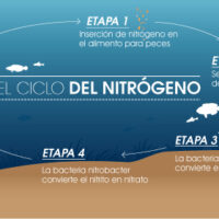 Ciclado del acuario. El ciclo del Nitrógeno