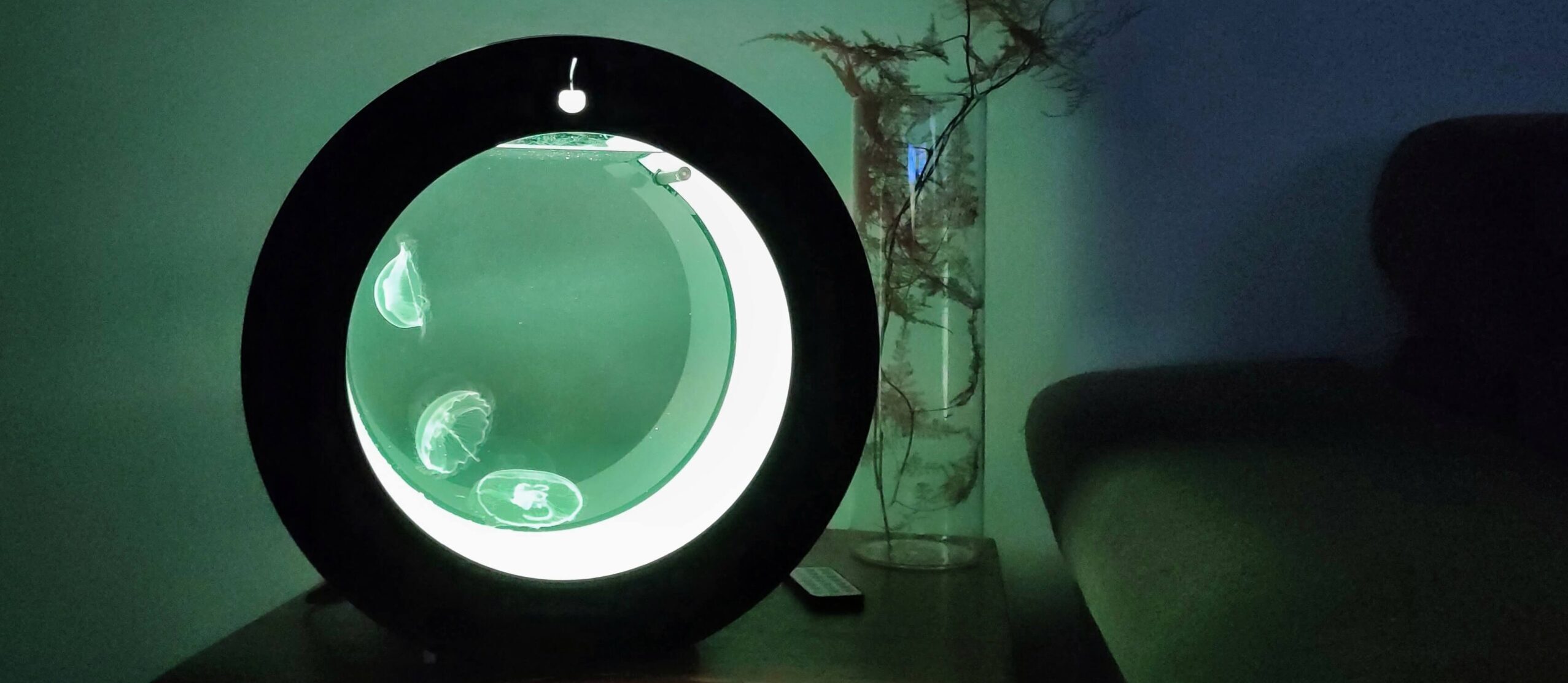 Ciclo de nitrógeno acuario medusas