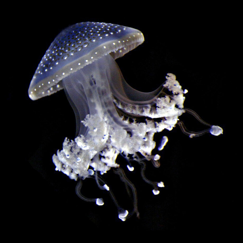 1 Blue Cannonball Medusea